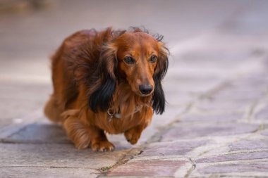 Venedik 'teki taştan ormanda yürürken uzun saçlı kırmızı renkli bir dachshund' un portresi. Kızıl uzun saçlı Dachshund köpek portresi.
