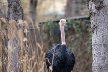 Schnbrunn Hayvanat Bahçesi 'nde Kuzey Afrika devekuşu, kırmızı boyunlu devekuşu veya Barbar devekuşu (Struth io camelus camelus camelus)..