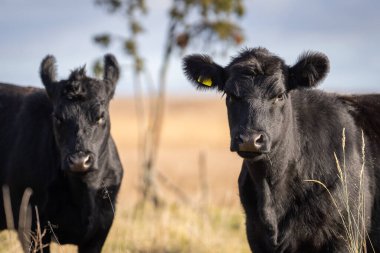 Yearling heifer Aberdeen Angus with autumn background blurred. An Aberdeen Angus Calf on coastal meadow. clipart