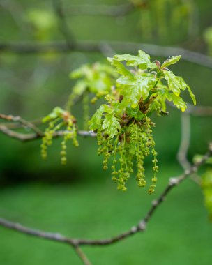 A branch of a flowering English oak (Quercus robur) with young leaves and catkins in spring. Rainy day. Selective focus. Rainy weather. clipart