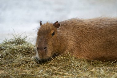 Daha büyük kapibaralar (Hydrochoerus hydrochaeris) bir saman demeti üzerinde yatar.