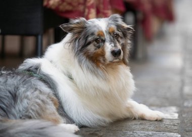 Portrait of blue merle Australian Shepherd dog.  Australian Shepherd dog rests on the pavement in the street cafe, Venice. clipart