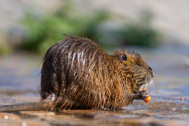 Myocastor coypus or nutria or swamp rat is eating carrot in water. Invasive rodent in Vltava river in Prague. Czech republic. clipart