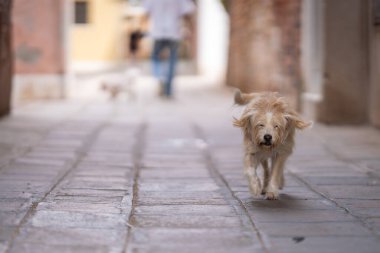 Hollanda Smoushond (Hollandse Smoushond, Dutch Ratter) şehrin sokaklarında dolaşıyordu. Hollandse smoushond bir av köpeği türüdür..