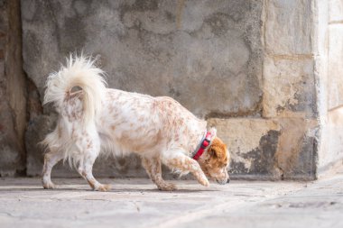 Kırmızı ve beyaz Kokoni, Venedik 'teki taştan ormanda yürüyüş yapıyor. Küçük Yunan Evcil Köpeği. Köpek dostu Venedik.