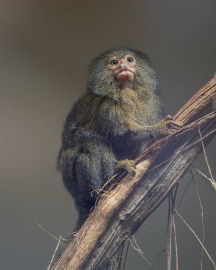 Pygmy Marmoset (Cebuella pygmaea), the smallest monkey in the world. They are known as the Pocket Monkey, Little Lion, and the Dwarf Monkey. clipart