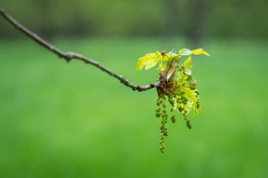 A branch of a flowering English oak (Quercus robur) with young leaves and catkins in spring. Rainy day. Selective focus. clipart