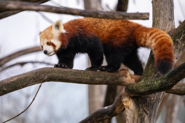 Yürüyen kırmızı panda (Ailurus fulgens), daha küçük panda olarak da bilinir.