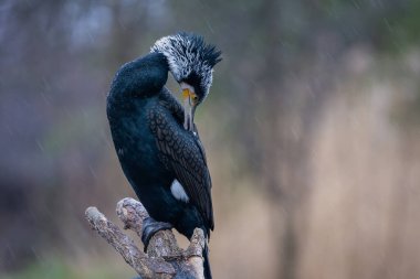 Üreme tüylerinde büyük bir karabatak (Phalacrocorax carbo). Yağmurlu bir hava. Büyük siyah karabatak, büyük karabatak, siyah karabatak ve siyah karabatak olarak da bilinir..