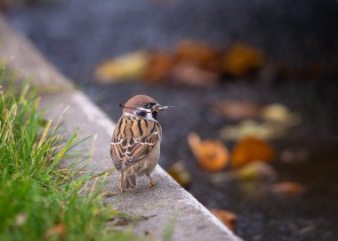 Eurasian tree sparrow (Passer montanus)  holding a dry twig in its beak. Sparrow sitting on curbstone with stem of leaf in beak. clipart