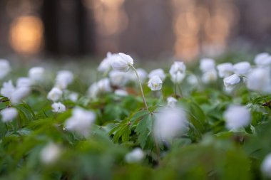 Wood Anemone (Anemone nemorosa) çiçekleri günbatımında arka planda. Yumuşak odaklı arka plan. Koruyun. Duvar Kağıdı.