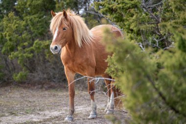 Kırmızı Roan Estonya yerli atı (Estonya Klepper), kıyı çayırlarında alevler içinde yürüyor. Adaya bahar geldi..