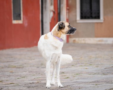 Venedik caddesindeki Anadolu Çoban Köpeği ya da Kangal Çoban Köpeği. Sokakta duran Kangal Çoban Köpeği 'ne yaklaş..