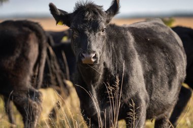 Özleyen inek Aberdeen Angus sonbahar arkaplanı bulanık. Bir Aberdeen Angus Baldırı Kıyı çayırında.