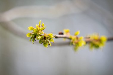 Wych Elm (ulmus glabra), close up of the oval shaped seeds or fruits produced in late spring. Spring background clipart