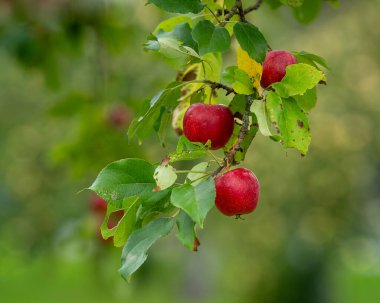 Bir çiftlikteki kırmızı elma ağaçlarının odaklanmamış arka planlarını kapat. Yumuşak odaklanma. Arka planda taze organik kırmızı elmalar dallarda yetişiyor ve meyve bahçesinde yeşil yapraklar var..