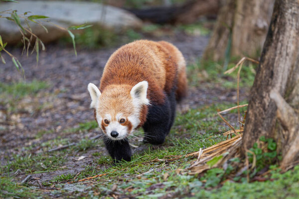 Ходячая красная панда (Ailurus fulgens), также известная как меньшая панда.