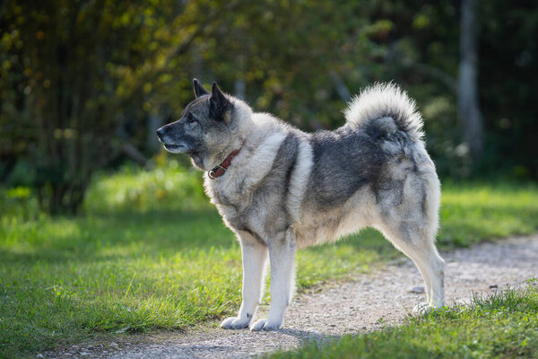 Norwegian elkhound guarding territorium in autumn day. The Norwegian Elkhound has served as a hunter, guardian, herder, and defender.