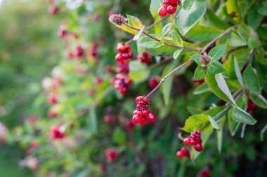 Honeysuckle Berries (Lonicera Periclymenum). Red clusters of berries Lonicera periclymenum (honeysuckle, common honeysuckle, European honeysuckle, woodbine) in autumn. clipart