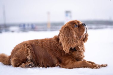 Ruby Cavalier Kral Charles Spaniel karda yatıyor. Kestane rengi..