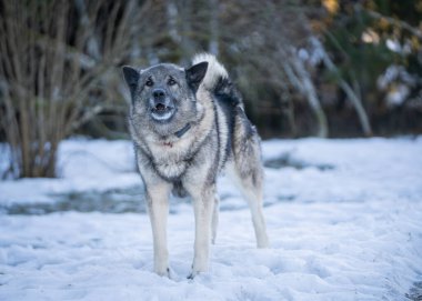 Norveç Elkhound 'u kış günü evi koruyor. Norveç Elkhound 'u avcı, muhafız, çoban ve koruyucudur..