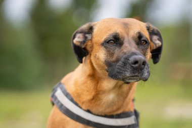 Portrait of the mixed-breed dog (mongrel). Close up portrait one mixed-breed dog on a background of green grass in the park. clipart