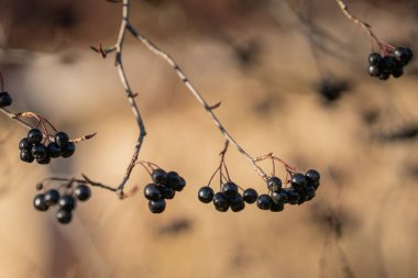 Bahçede yetişen Aronia üzümü (Aronia melanocarpa, Black Chokeberry). Aronia böğürtlenli şube. Aronya şubesi ve böğürtlenli sonbahar arkaplanı.