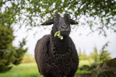 The story of a sheep that feasts on blossoming apple tree shoots. The body language and facial expressions of a sheep while nibbling on an apple tree branch. Sad, it's almost over. clipart