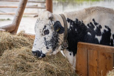 Pustertaler Sprinzen catle eating hay. An Austrian multicoloured horned cow which is an endangered breed. It is mainly located in the Tirol. clipart