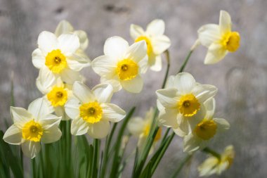 Küçük kollu nergis, beyaz taç ve sarı kupa. Beyaz ve sarı küçük kollu nergisler (Narcissus) John Evelyn bir bahçede çiçek açıyor.