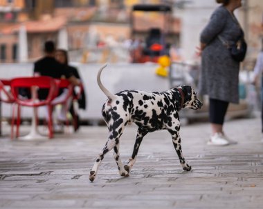 Venedik caddesinde yürüyen Dalmaçyalı bir köpek. Venedik 'te beyaz noktalı dalmaçyalı bir köpek. Venedik 'te Dar Sokak