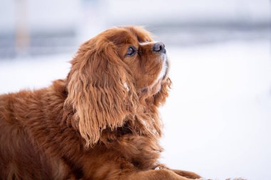 Close up Ruby Cavalier King Charles Spaniel laying in the snow. Ruby Cavalier King Charles Spaniel laying in the snow. clipart