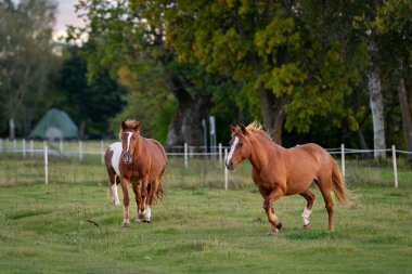 Çayırdaki atlar. Estonya yerli atları (Estonya Klepper) kıyı çayırlarında yürüyor. Sonbahar manzarası ve çiftlik hayvanları.