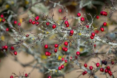 Autumn background, ripe Swedish whitebeam berries. The fruits of Swedish whitebeam hanging on the branches of tree in autumn. clipart