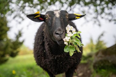 The story of a sheep that feasts on blossoming apple tree shoots. The body language and facial expressions of a sheep while nibbling on an apple tree branch. Satisfied. clipart