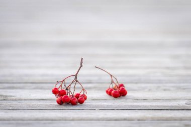 A cluster of rowan berries on a wooden hiking trail. Autumn background with bunch of rowan berries on wooden hiking trail. clipart