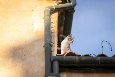Bir kedi evin çatısında duruyor ve aşağıya bakıyor. Bir tekir kedi çatıdaki caddenin hareketini izliyor, Venecia.