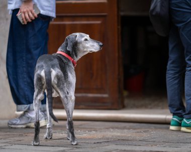 Halka açık bir sokakta İtalyan tazısı ya da İtalyan Sighthound. Gri İtalyan tazı köpeği açık kafe kapısının yanında, Venedik.
