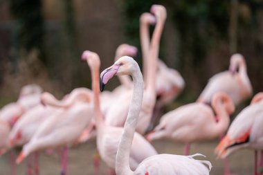 Büyük Flamingo, Phoenicopterus gülü. Parktaki büyük ve güzel Flamingo sürüsü (Phoenicopterus gülü).