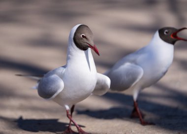 The black-headed gull (Chroicocephalus ridibundus) romance dancing on the park trail. Breeding plumage. Springtime. clipart