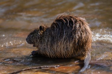 Çek Cumhuriyeti 'nin başkenti Prag' daki Vltava nehrinin kıyısındaki Nutria veya coypu (Myocastor coypus). Şehir hayvanı. Bokeh arkaplanı, metin için kopyalama alanı ile seçici odak