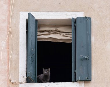 Venedik 'te kepenkleri açık bir penkte oturan koyu gri bir kedi. Pencereyi panjurlarla, Roma panjurlarıyla ve koyu gri kedilerle açın..
