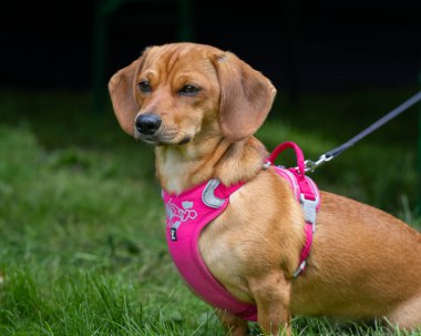 Kırmızı Dachshund doğa arka planında. Doğada pürüzsüz saçlı bir dachshund. Sosis köpeği, sosis köpeği, porsuk köpeği ve doxie köpeği olarak da bilinir..