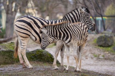Dişi zebra ve tay. Ovalar zebra (Equus quagga, eski adıyla Equus burchelli), ayrıca yaygın zebra veya Burchell zebrası olarak da bilinir. Dişi zebra ve tay..