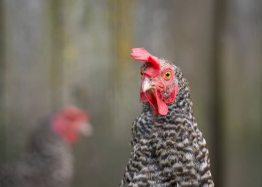 Benekli bir tavuğun başı. Yaklaş. Benekli tavuk portresi. Gallus gallus domesticus.