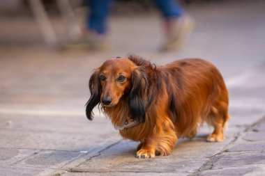 Venedik 'teki taştan ormanda yürürken uzun saçlı kırmızı renkli bir dachshund' un portresi. Kızıl uzun saçlı Dachshund köpek portresi.