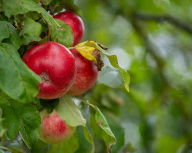 Bir çiftlikteki kırmızı elma ağaçlarının odaklanmamış arka planlarını kapat. Yumuşak odaklanma. Arka planda taze organik kırmızı elmalar dallarda yetişiyor ve meyve bahçesinde yeşil yapraklar var..