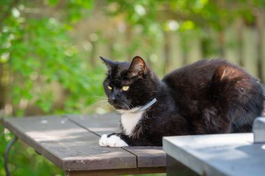 Bahçe masasında dinlenen siyah beyaz bir kedi. İki renkli smokinli kedi, güneşli bir günde gölgede yatıyor..