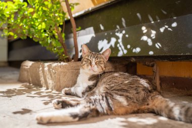 Venedik 'teki evin dışında yerli klasik Tabby kısa saçlı kedi. Güneşli bir günde tekir kedi gölgede yatıyor..