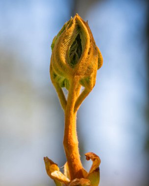 At Kestanesi (Aesculus hippocastanum) - Baharda yaprak tomurcuğu açılır. Yapışkan at kestanesi tomurcuğu katlanmış yapraklarla açılıyor, bahar arkaplanı..